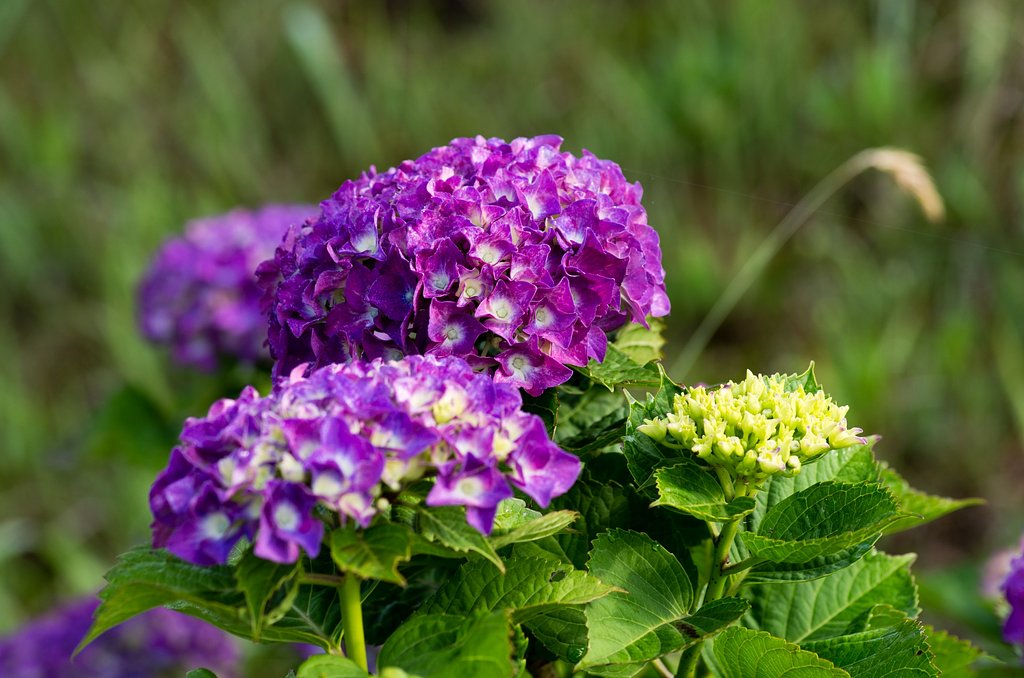 クロアジサイが色づき始めました。