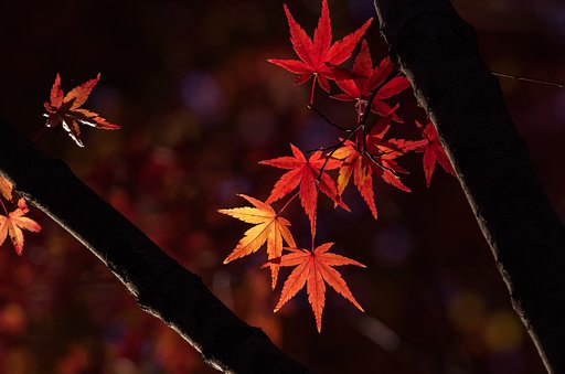 最後の輝き