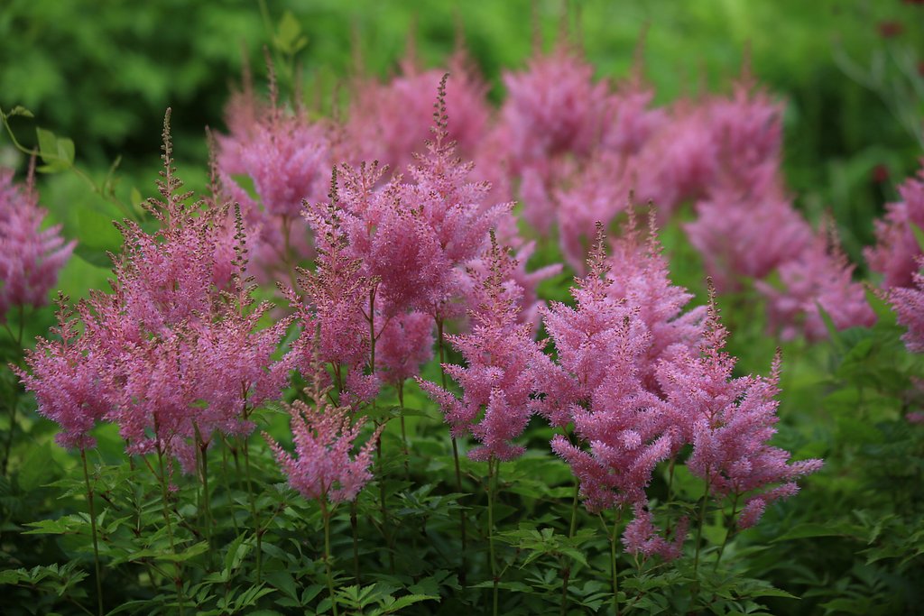 Ｌight  Ｐurple