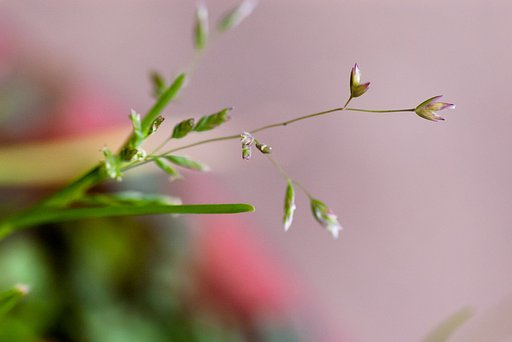 鉢のイネ科？の雑草。