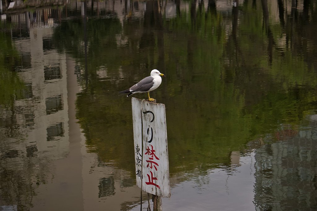ウミネコ監視員