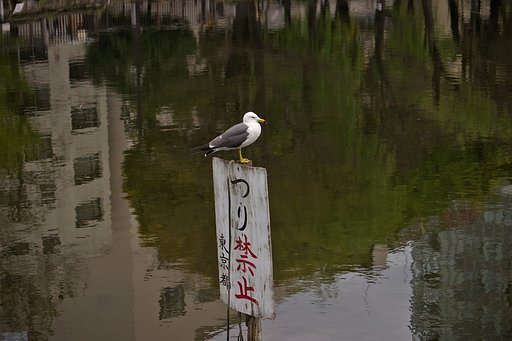 ウミネコ監視員
