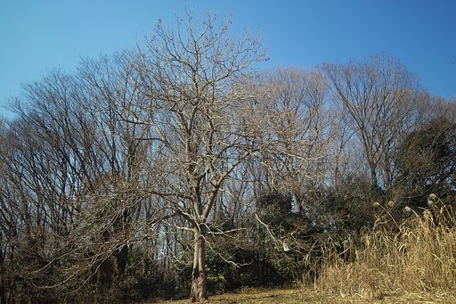 目の木
