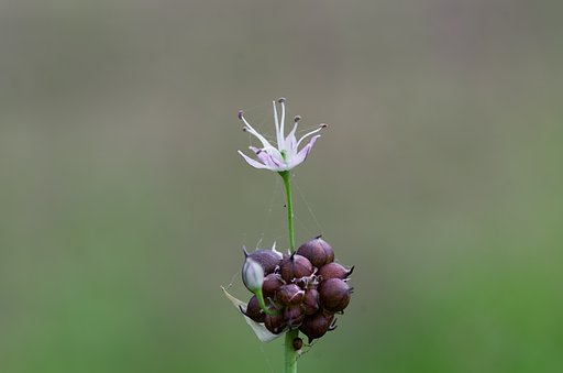 葱坊主から・・変な白い花が。