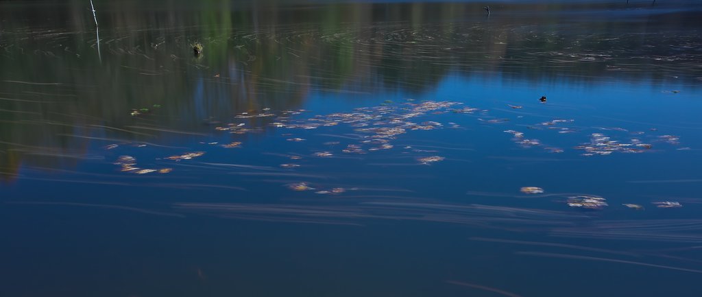 古池の円舞