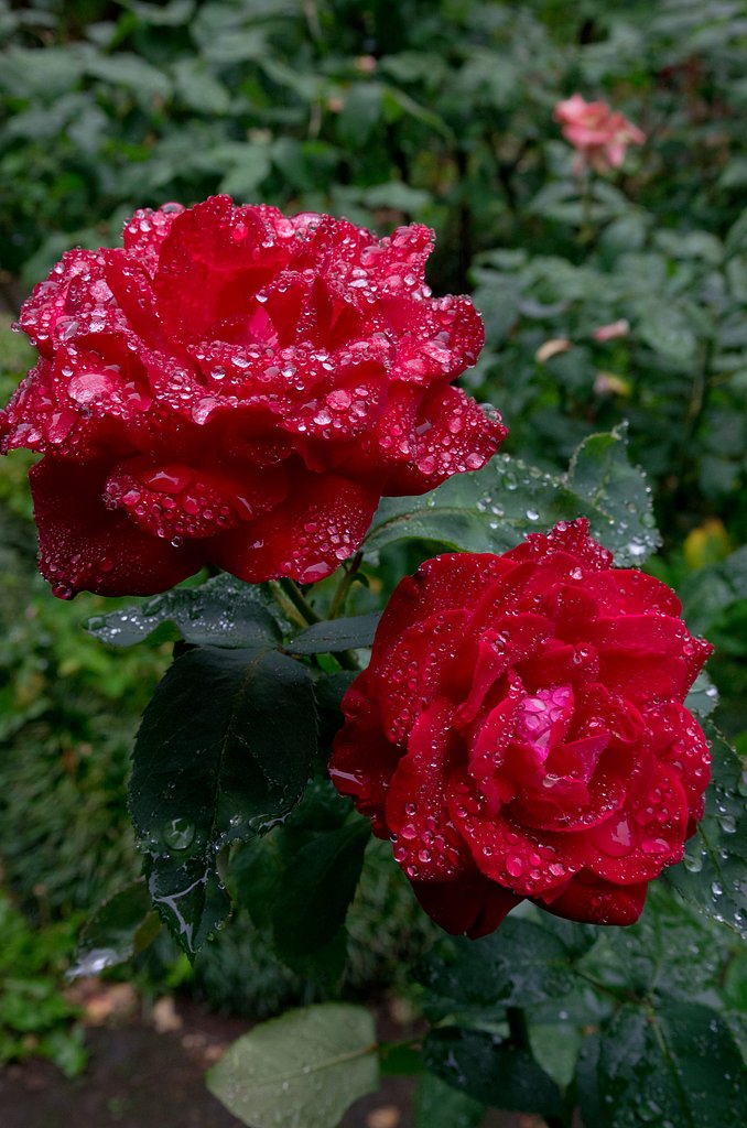 雨の中の薔薇