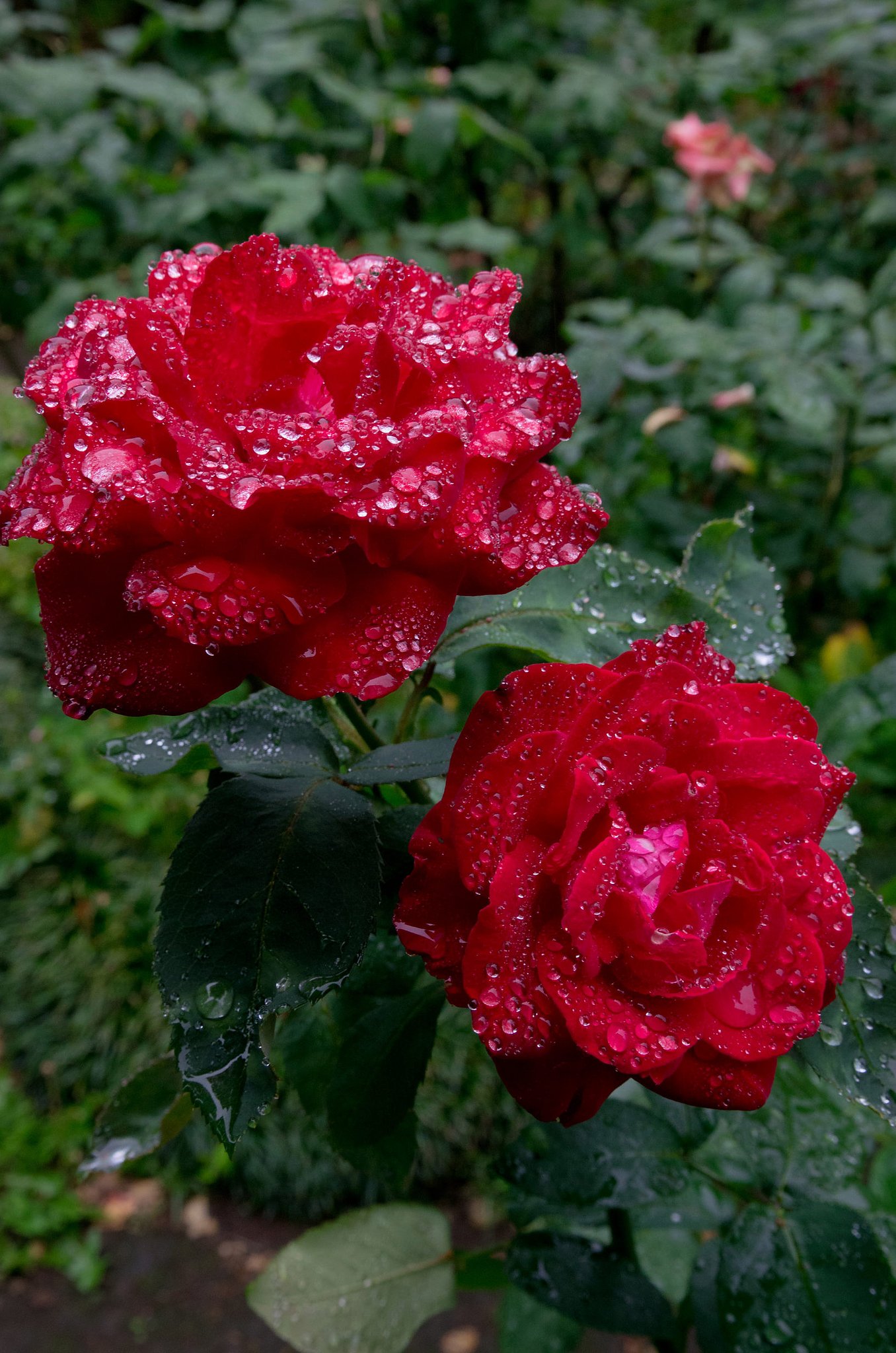 雨の中の薔薇