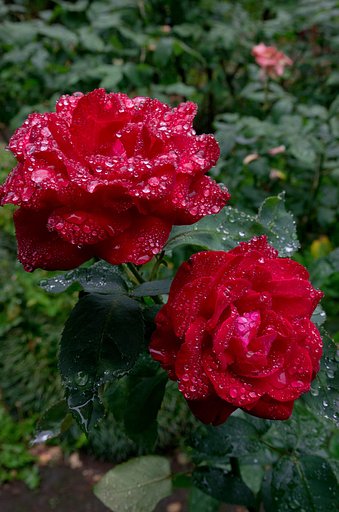 雨の中の薔薇