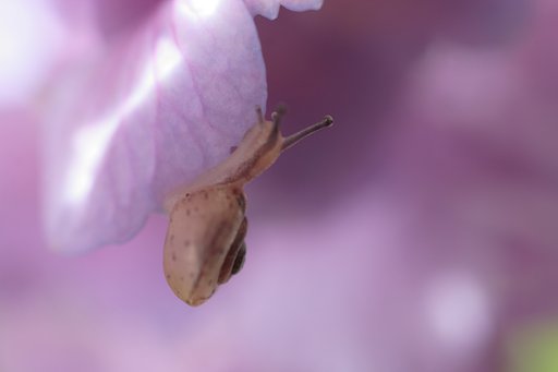 紫陽花色に誘われて・・・