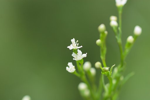 三つ葉の白い花