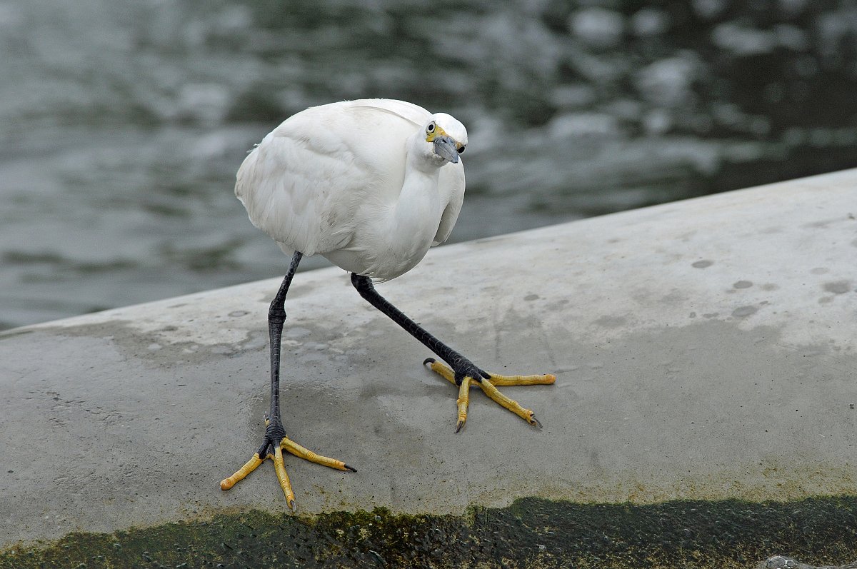 コサギ