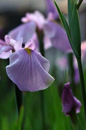 小さな庭の花々です