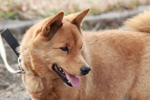【思い出の写真】亡き愛犬