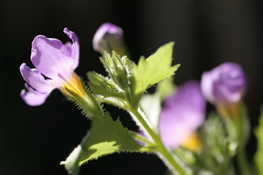 小花・・・