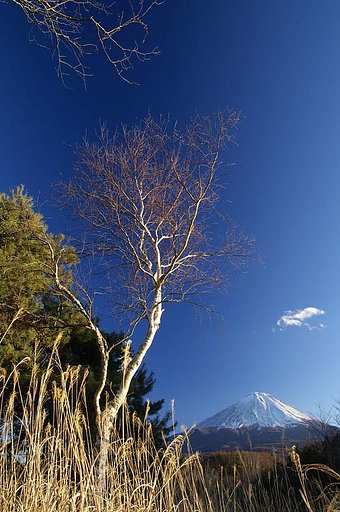 『逆』上の枝が逆？