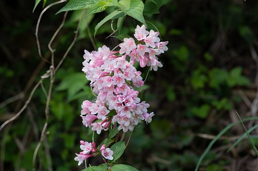 山裾が華やかに・・。