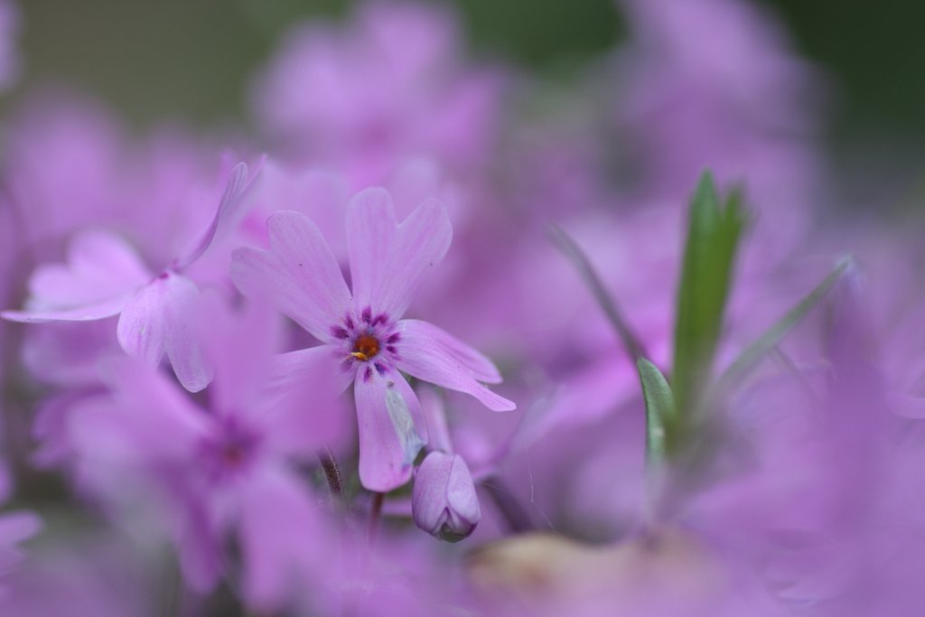 芝桜
