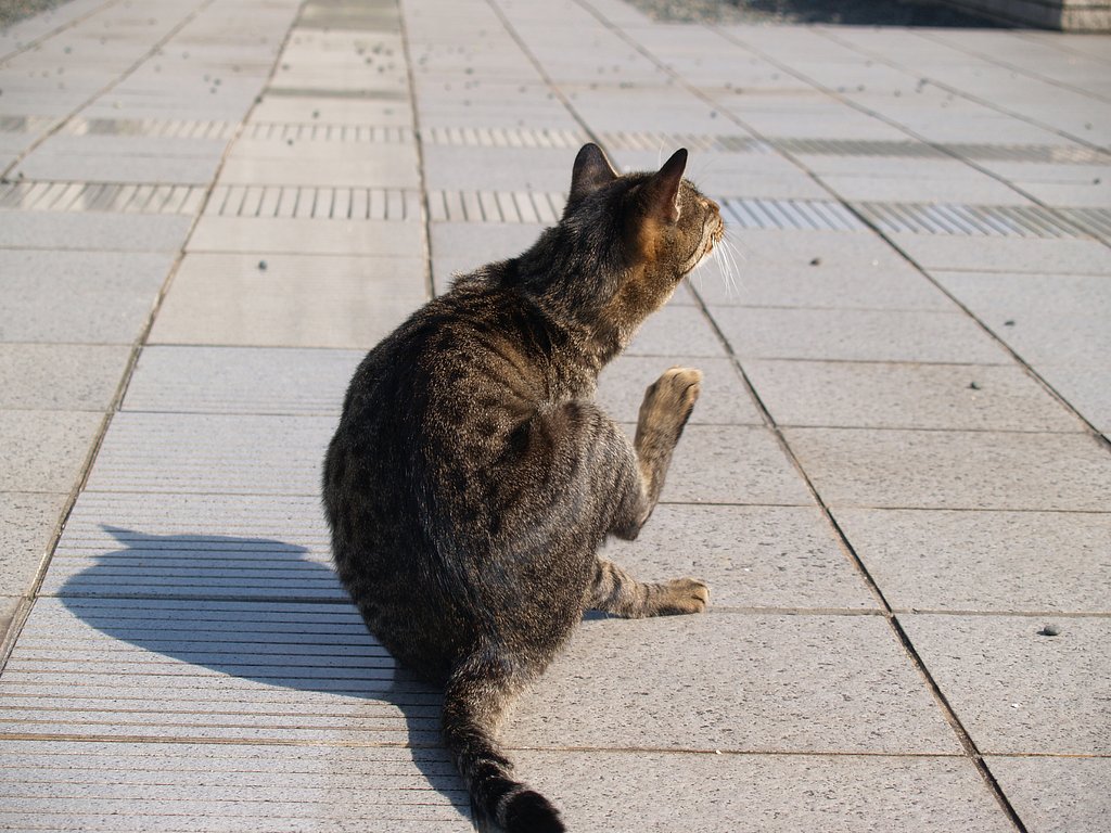近所のネコ村１