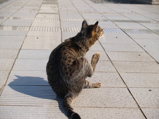 近所のネコ村１