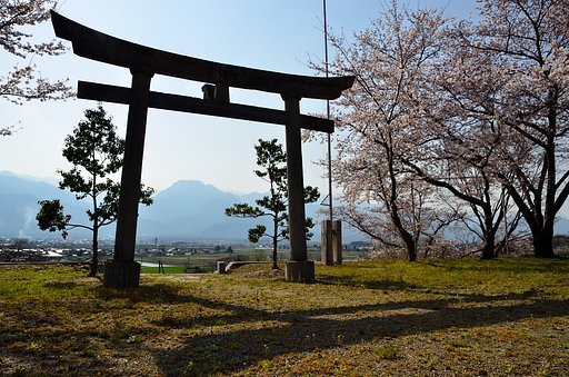 里の桜