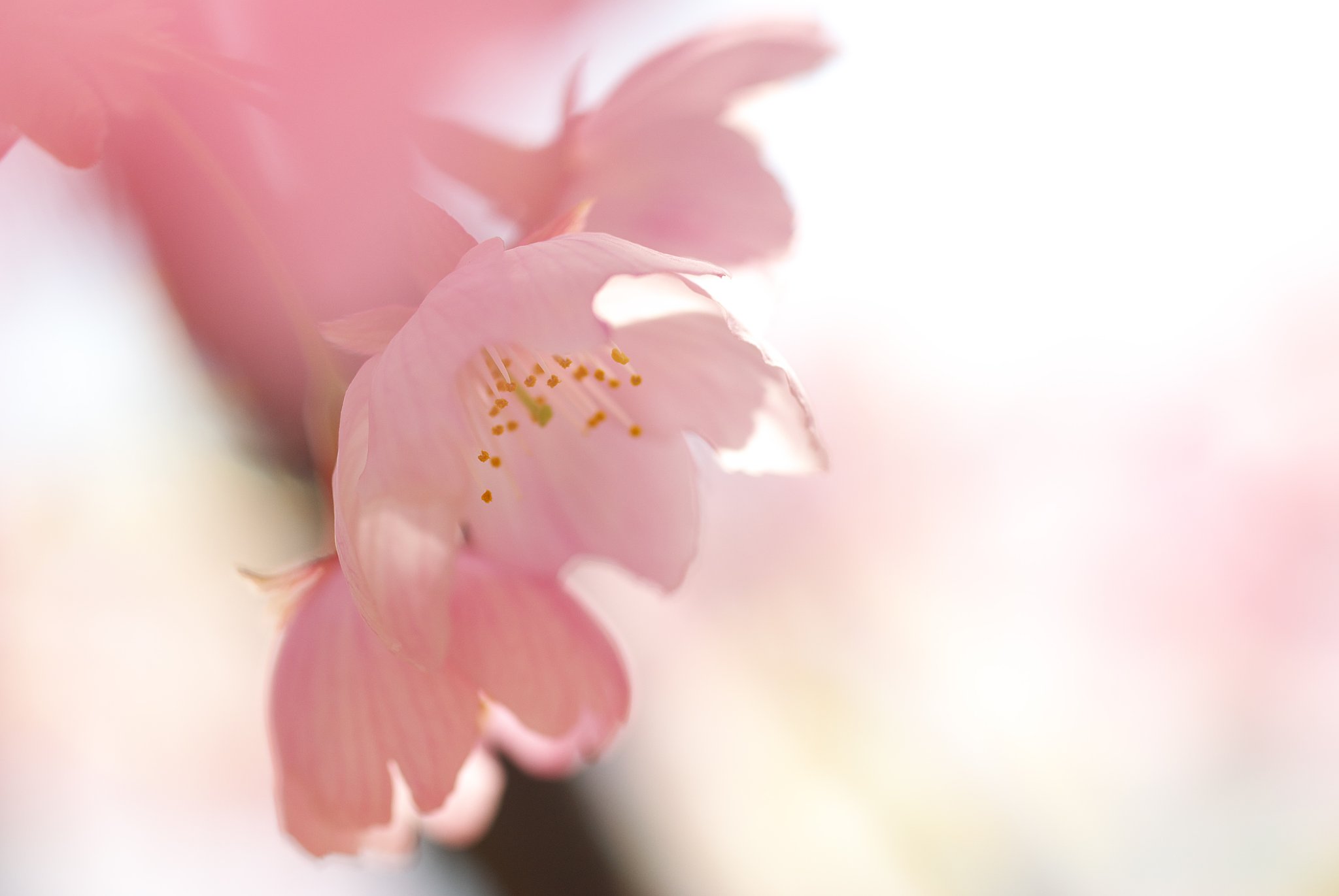 こちらではまだ桜が咲いてます