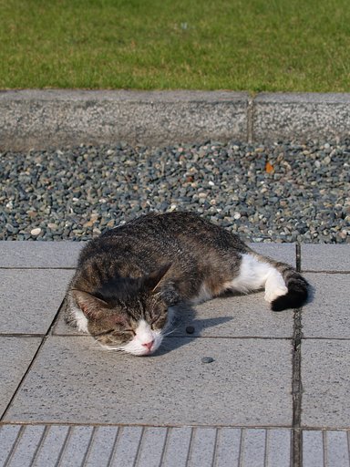 近所のネコ村３