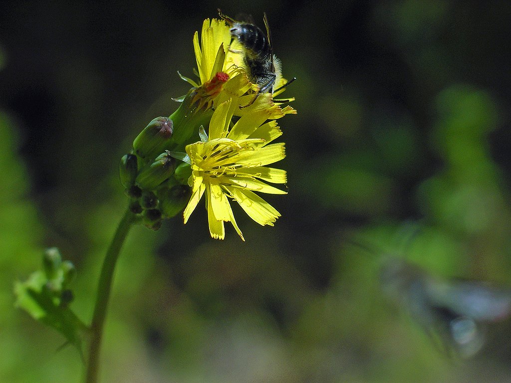 ハルノゲシに蜂？