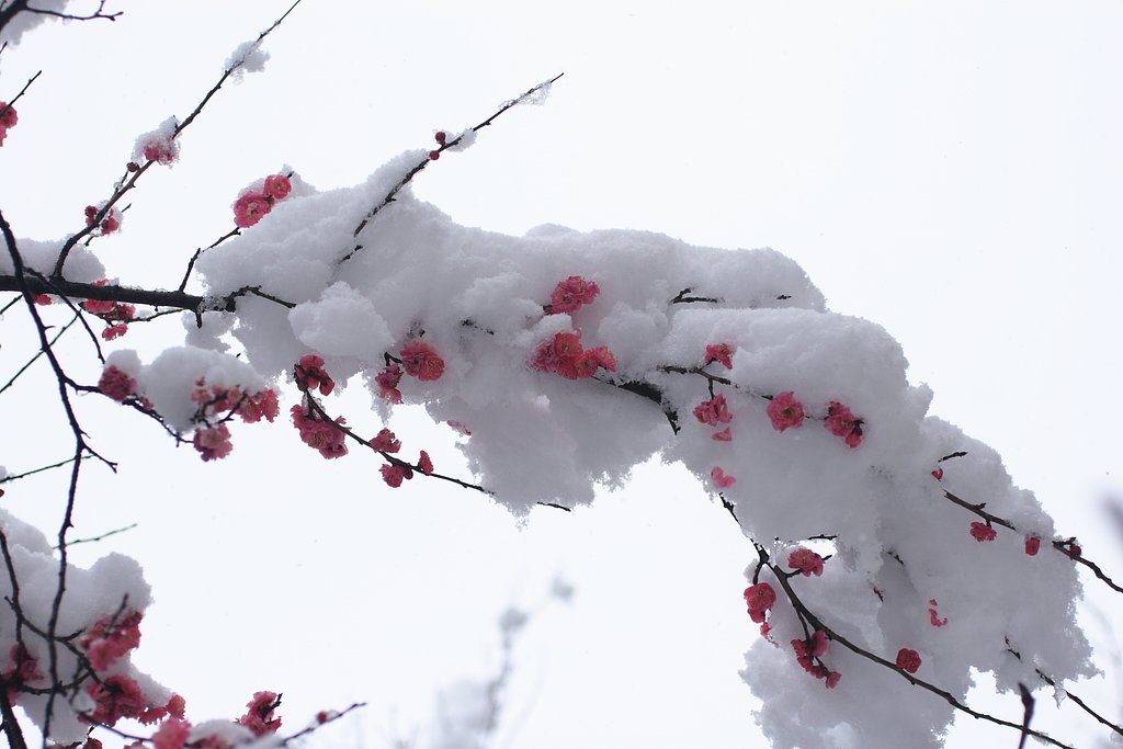 雪が〜〜