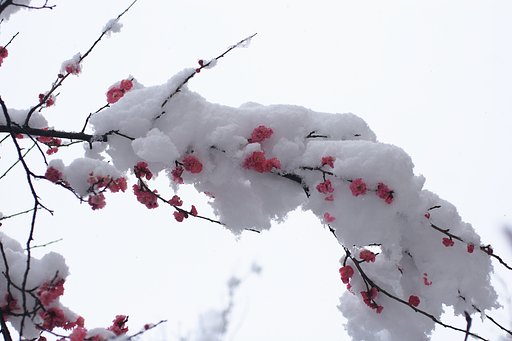 雪が〜〜