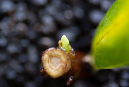 ジンチョウゲ挿し芽に新芽が・・