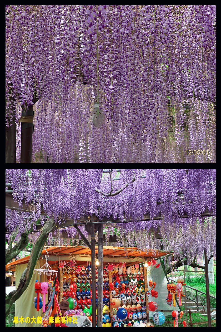 黒木の大藤 素盞鳴神社（すさのお）