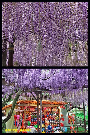 黒木の大藤 素盞鳴神社（すさのお）