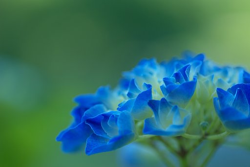 しつこく紫陽花です