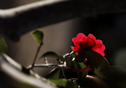 透紅