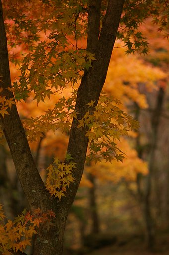 紅葉の名所（少しデカイの）