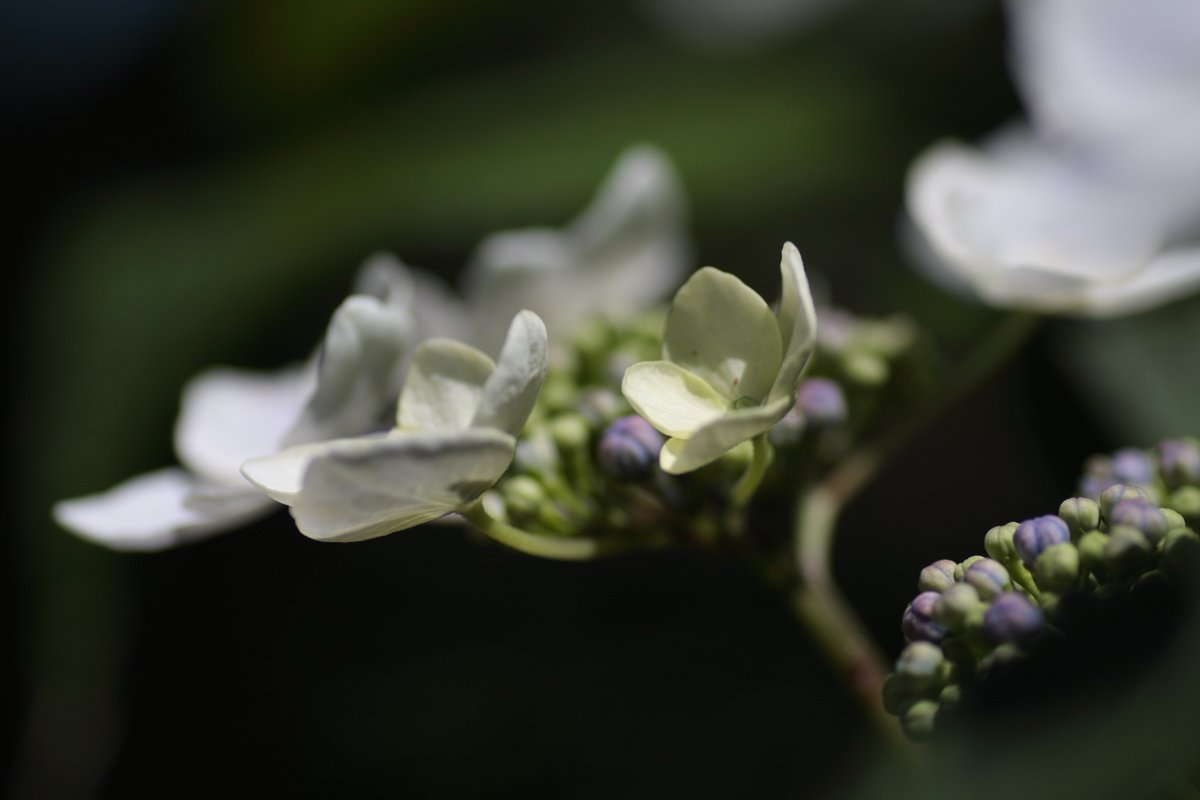 我家にも額紫陽花がありました