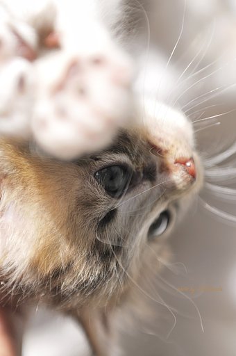 逆さにゃんこ