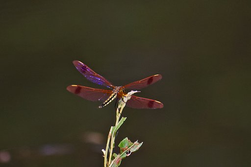 コフキトンボ ♀ 帯型(通称オビトンボ)