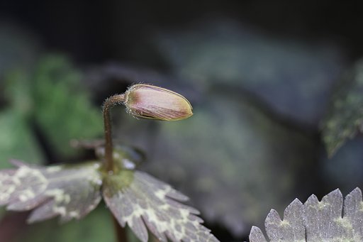もひとつユキワリイチゲ（山野草）