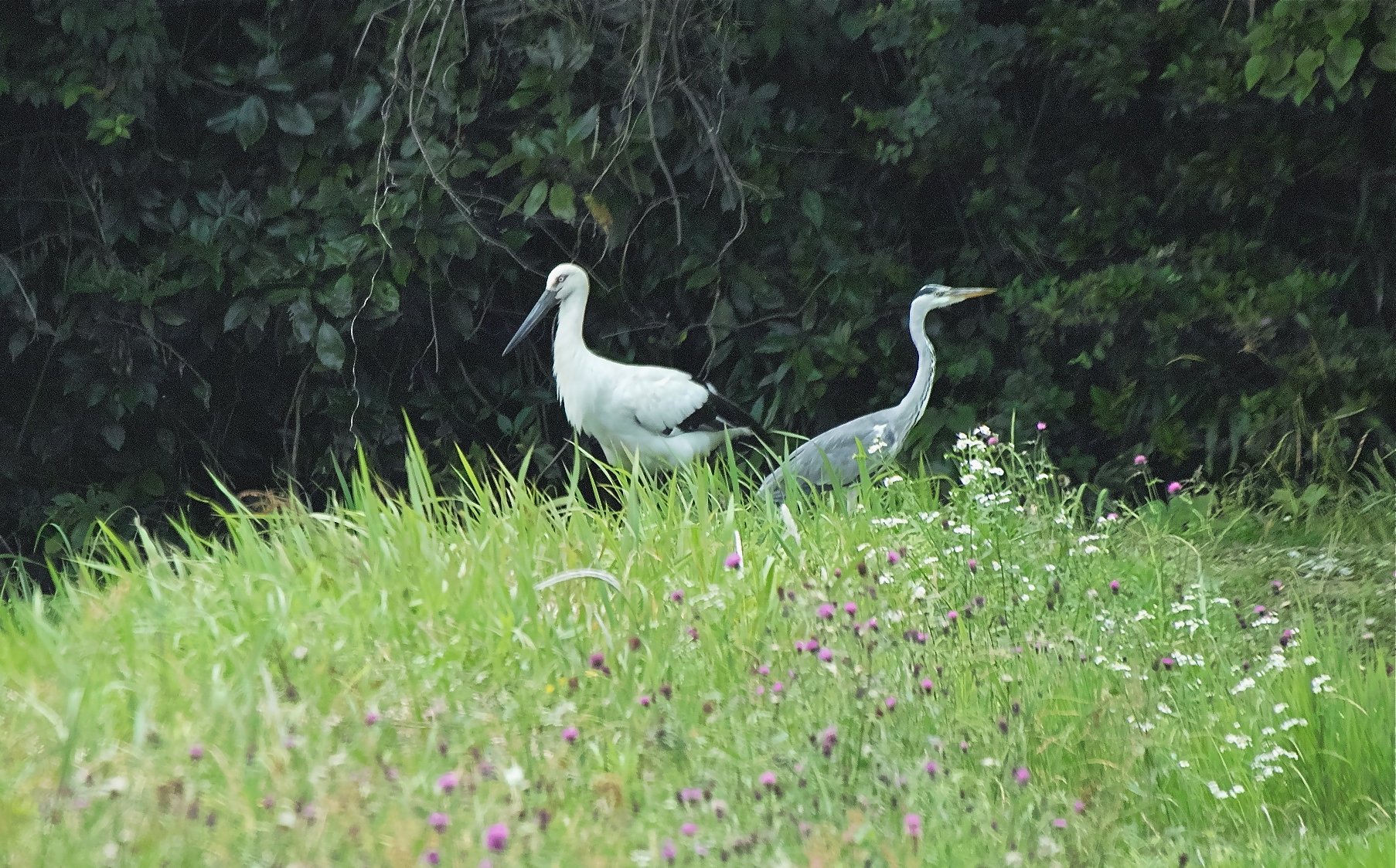 コウノトリ＆アオサギ