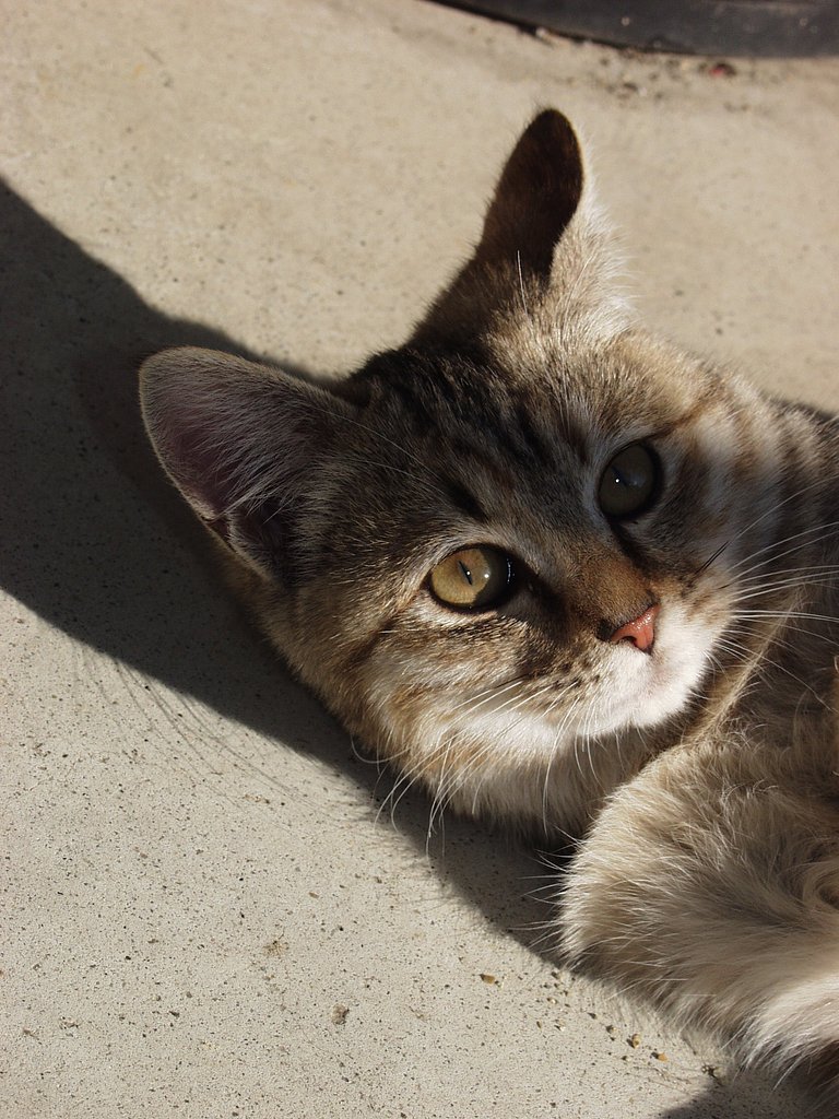 猫スナップ②