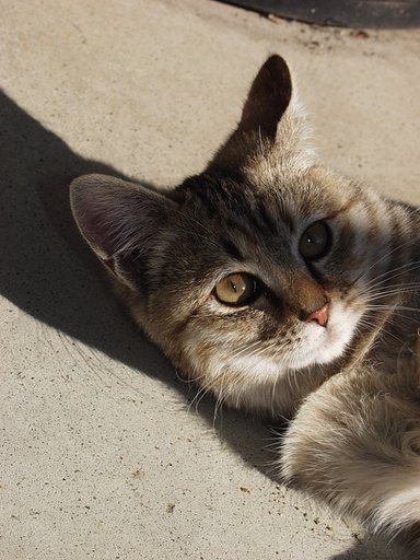 猫スナップ②