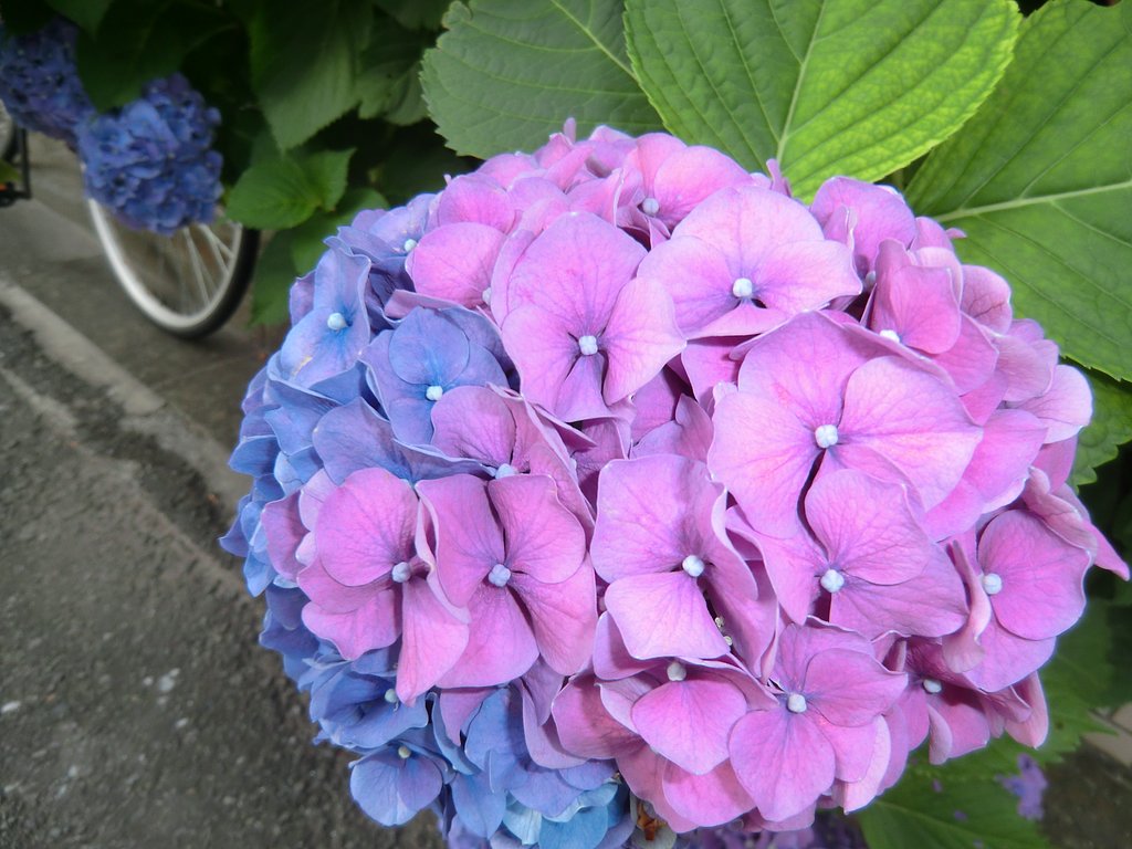 咲き分けの紫陽花