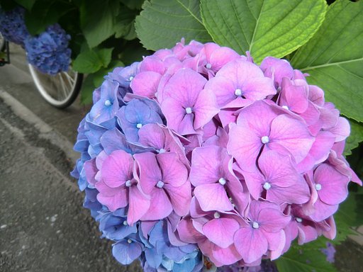 咲き分けの紫陽花