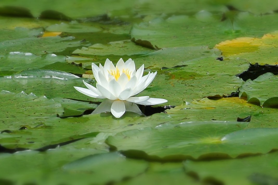 白い睡蓮