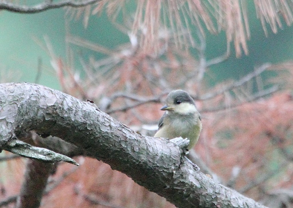 ヤマガラの幼鳥？