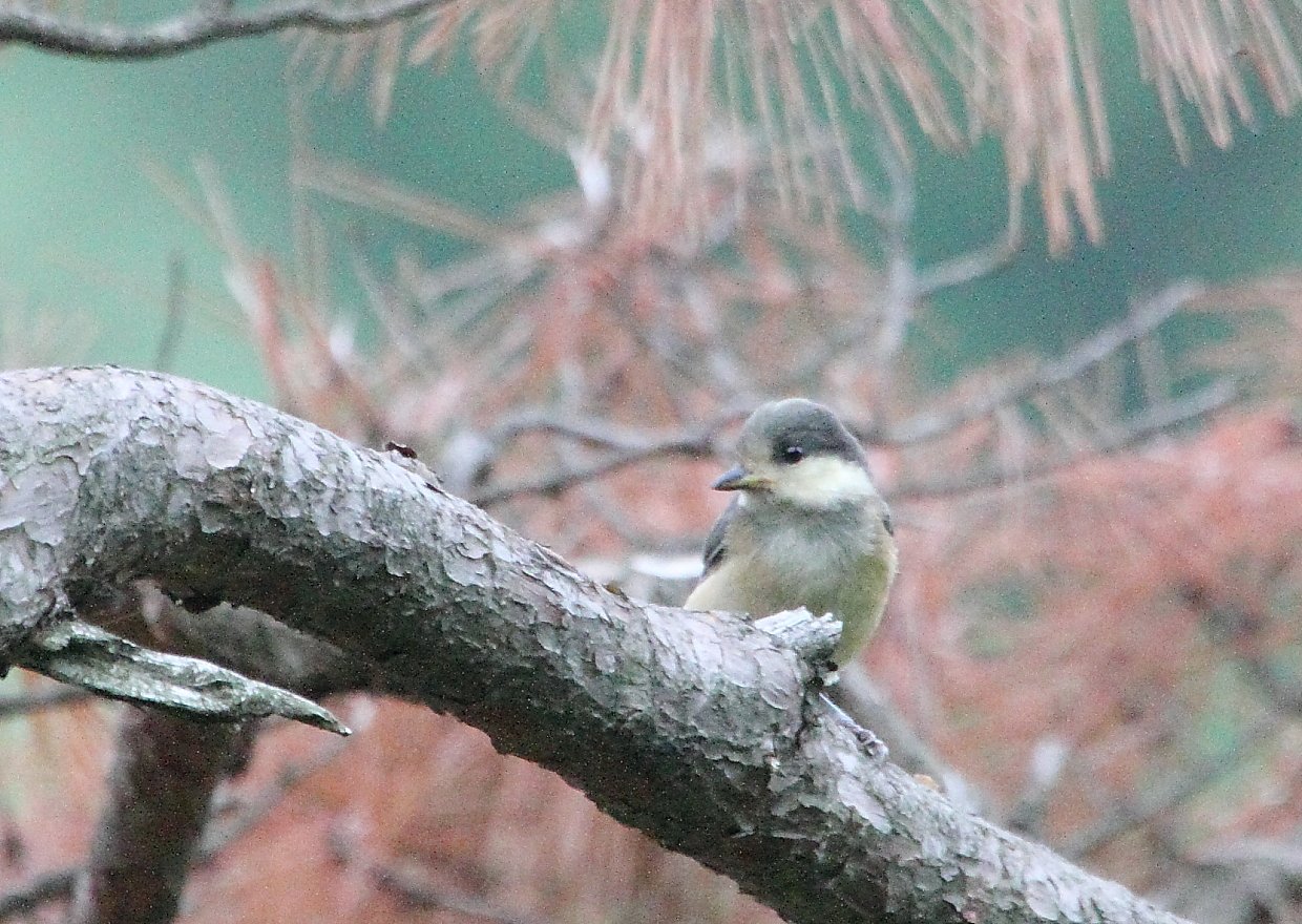 ヤマガラの幼鳥？