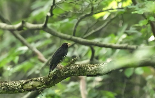 クロツグミ