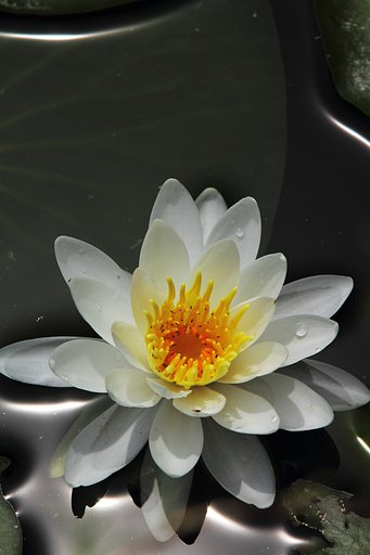 生きる