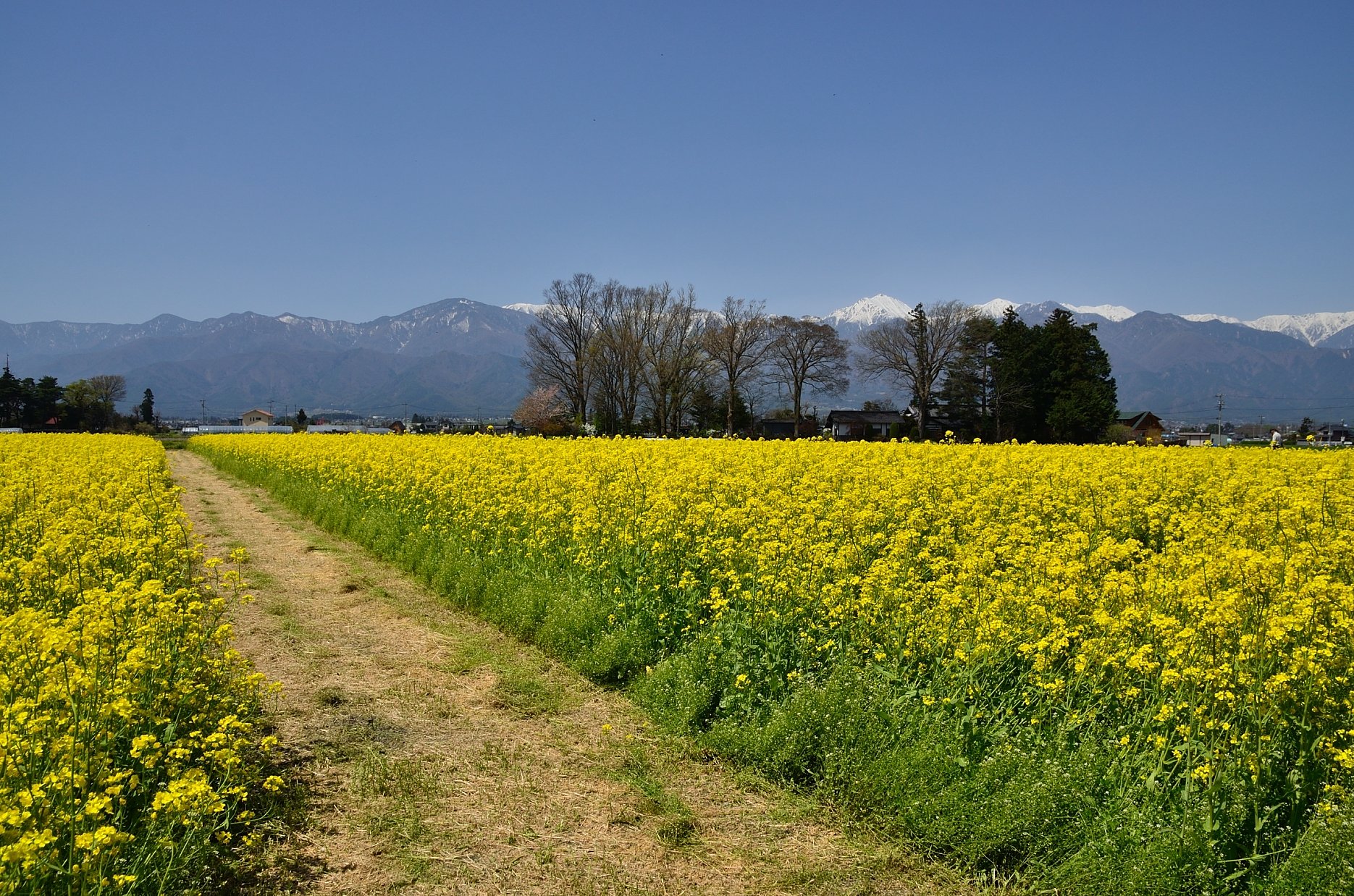 菜の花畑とアルプス
